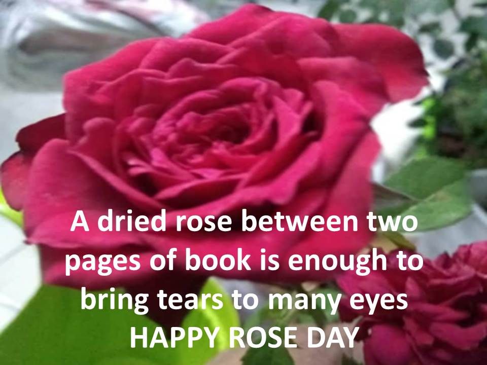 Happy Rose Day Wishes for Boyfriend 2021
